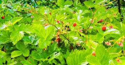 Keskeltä kylää löytyy kaikille avoin syötävä puutarha – ”Tänne vaan, muuten linnut syövät marjat puolestamme!”