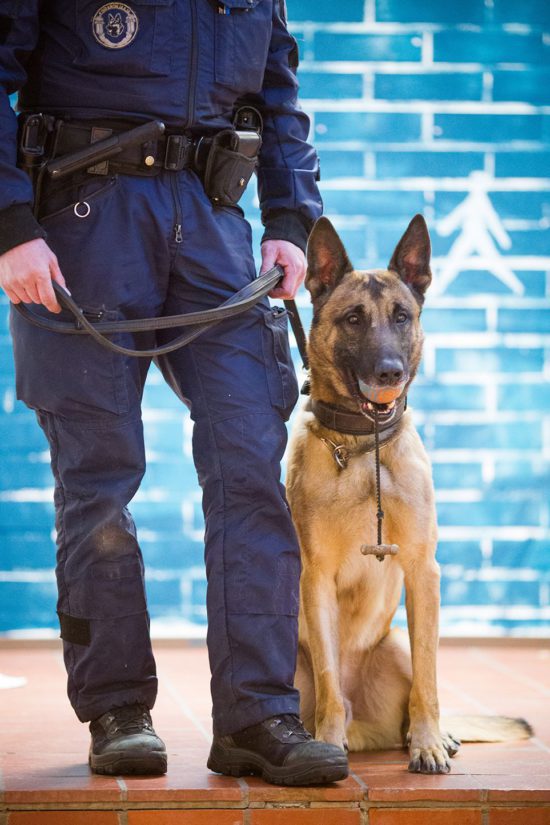 Vuoden Poliisikoira 2016 on belgianpaimenkoira malinois Mecberger Jangsteri ”Börje”.