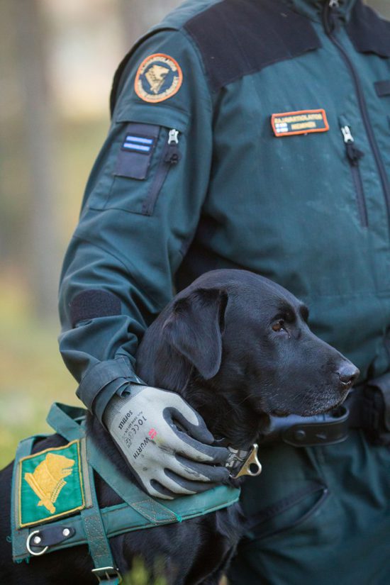 Vuoden Rajakoira 2016 on labradorinnoutaja Varjoahon Cesaresiepi ”Ceppo”.