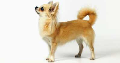 Harmaahiuksinen vanhus paiskasi pienen koiran katuun – lemmikin etujalka murtui, poliisi etsii miestä