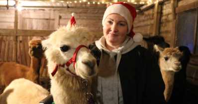 Alpakka saa ikäihmisenkin nuortumaan – tallin kuningatar on toivottu vieras myös vanhainkoteihin