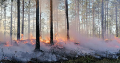 Töihin pääsee hyvä renki – 20 hehtaaria metsää ennallistetaan polttamalla