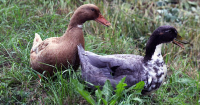 Ankat ovat tehokkaita torjuntatyössä – ne syövät haitallisia espanjansiruetanoita