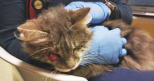 Frida pelastettiin autiotalon kellarista – samasta loukosta löytyi kymmenittäin sairaita kissoja