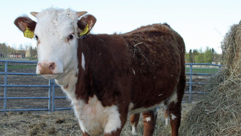 Hereford soveltuu rauhallisen ja kestävän rotuominaisuutensa vuoksi erinomaisesti myös suomalaiseen karjatalouteen.