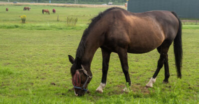 Kolme hevosta kirmasi yöllä kaupungille – poliisi ja paikalliset etsivät karkulaisia