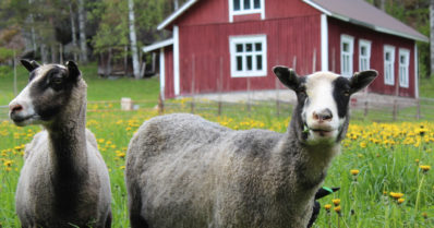 Paimenviikoille hakemuksia lähes 15 000 – elämyksellinen luonnonsuojelu kiinnostaa suomalaisia