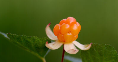 Hillasta löydettiin lupaavia tutkimustuloksia – voivat jopa estää syöpäsolujen kasvua
