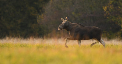 Hirvet jahtasivat koiraa ja kävivät naisen kimppuun – ”Poliisi toivoo, että eläimet olisivat palanneet pysyvästi metsään”