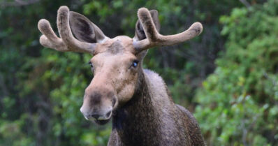 Hirvi kaatoi roskakatoksen ja potki poliisiautoa – pelastuslaitoksen vesisuihku taltutti eläimen