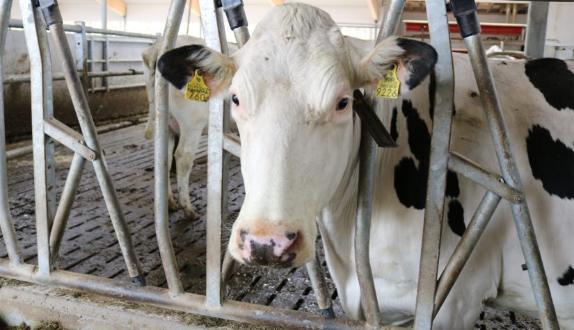 Tilan holstein-karja sopeutui pihattoelämään ja robottilypsyyn odotettua nopeammin.