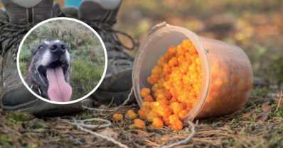 Tarkkanenäinen poliisikoira Horkka urakkahommissa – kaikkiaan yli 14 hillastajaa eksyi metsään