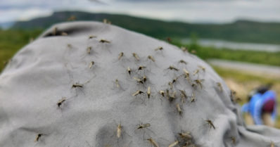 Minkälainen hyttyskesä on tulossa? – Tutkimus pyrkii ennustamaan hyttysmäärät pohjoisessa