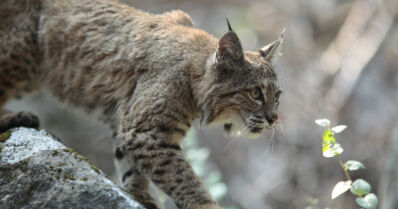 Ilves lähestyi ihmisiä ja pyrki hyökkäämään koirien kimppuun – on epäselvää, mikä ilveksen siihen ajoi