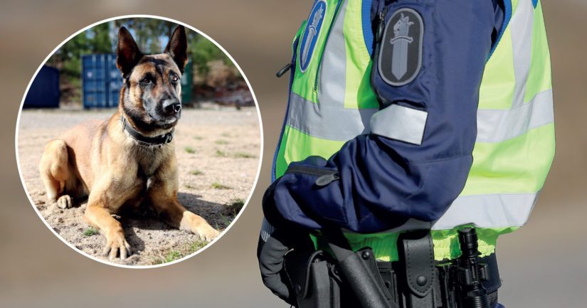 Poliisikoira Into loukkaantui Lahdessa kiinniottotehtävän yhteydessä.