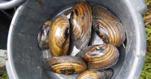 Nämäkin tuli laskettua – Lippajärvessä elää lähes 740 000 isojärvisimpukkaa