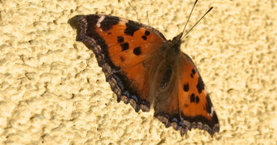 Tämäkin tutkittiin – Suomen eniten perhoslajeja löytyy Kotkasta