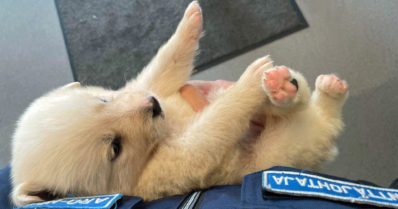 Jääkarhuna tunnettu koiranpentu pääsi kotiin – varkaudesta epäiltynä kaksi henkilöä