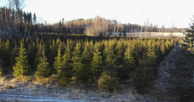 Tuore joulukuusi varistaa vain vähän neulasia – muovikuuset haastavat silti aidot joulupuut