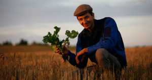 Luomupellot kestävät kuivuutta paremmin – viljelymenetelmät kohentavat maan kasvukuntoa