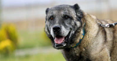 Kolmen ihmisen kimppuun hyökännyt oli kangalinkoira – tunnettu vahvasta purentavoimastaan