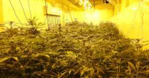 Kannabiksen kasvattajilta omaisuutta takavarikkoon satojen tuhansien eurojen arvosta – mukana kaksi kiinteistöä