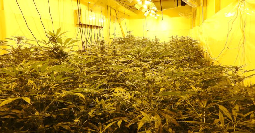 Poliisi takavarikoi kesäkuussa 2020 yhteensä 150 eri kasvuvaiheessa olevaa kannabiskasvia.