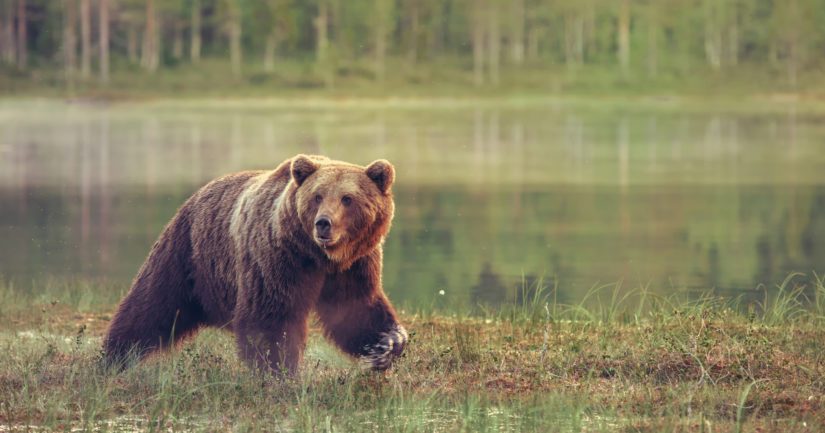 Metsissämme liikkui ennen metsästyskautta arvion mukaan noin 2 000 yli vuoden ikäistä karhua ja yli 400 pentua.