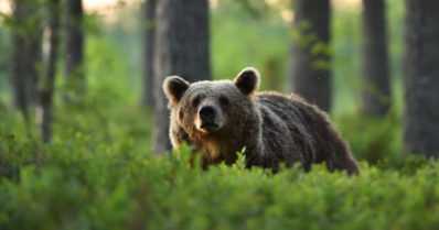 ”Rautakarhu” kulki vuoden näädänraudat etutassussaan – eläinlääkärit päättivät lopettamisesta