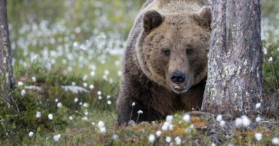 Karhu vieraili kuusi kertaa pihamaalla – ”Myös silloin kun ihmisiä liikkui alueella”