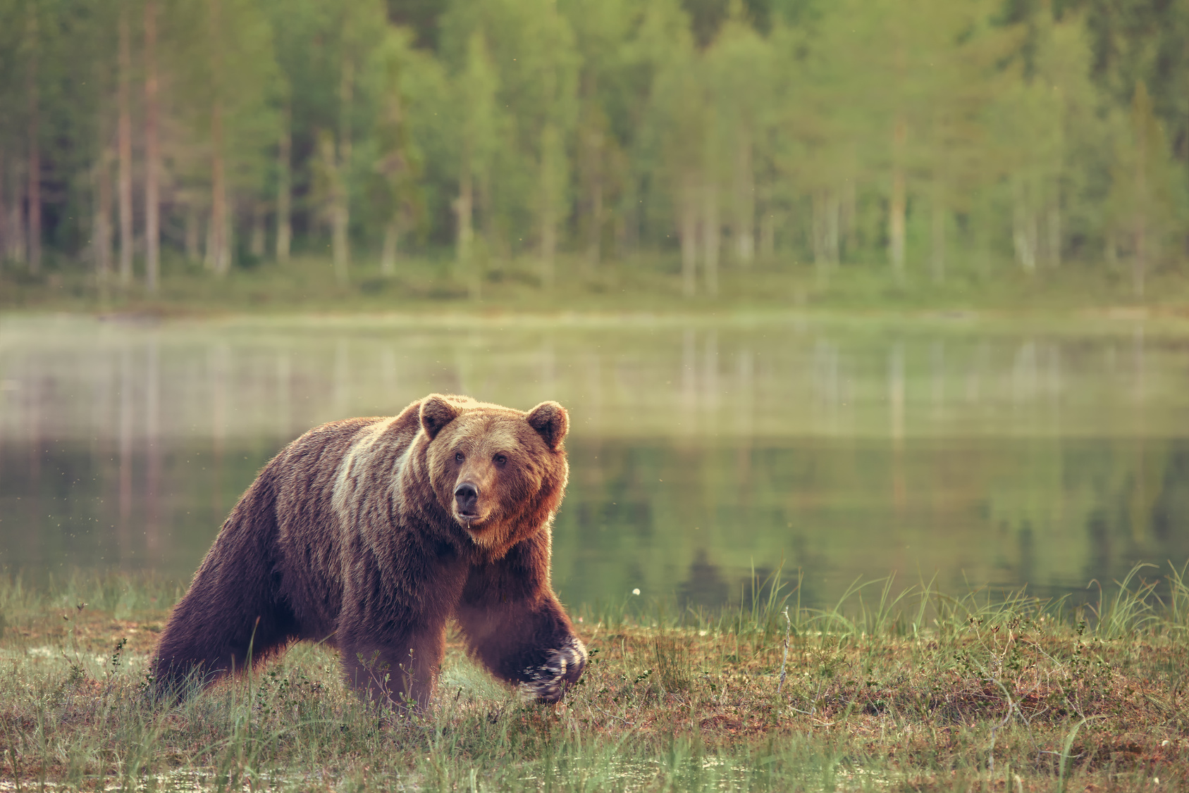 Karhu On Kansallisel in Mutta Mik On Kansalliskukka N m Ovat 10 karhu-on-kansallisel-in-mutta-mik-on-kansalliskukka-n-m-ovat-10