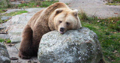 Korkeasaaren karhut herkuttelivat hunajalla – ja menivät sitten talviunille