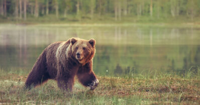 Karhu kolkutteli ulkokäymälän ovella – kontio kaadettiin poliisin määräyksestä
