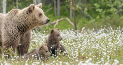 Karhun näkeminen voi olla kiehtovaa – tahallinen lähestyminen on vaarallista