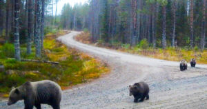 Rajavalvontakamera kuvasi karhuemon poikasineen – ”Onko suuntana pesäpaikka ja talviunet?”