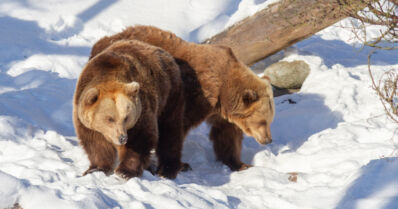 Säiden lauhtuminen herätti Korkeasaaren karhut – rikkoutunut vesiputki päätti talviunet