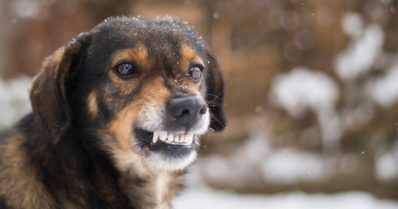 Vapaana pidetyt koirat hyökkäilivät – kaksi ihmistä loukkaantui ja kolme sivullista koiraa kuoli