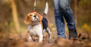 Koirat rekisteriin, veden saanti pakolliseksi eläimille – laki eläinten hyvinvoinnista valmistuu