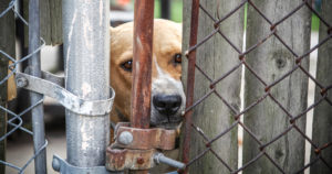 Syyte salakuljetuksesta – kolmikko toi alle 12 viikon ikäisiä koiranpentuja Latviasta