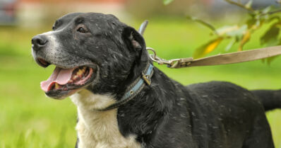 Koira puri jalankulkijaa kädestä – koiraa ulkoiluttanut mies jatkoi matkaansa pysähtymättä