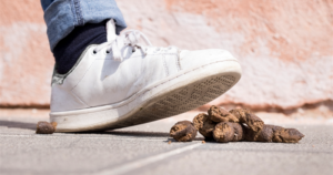 Liian moni koiranomistaja jättää koiransa kakat keräämättä – erityisesti nämä henkilöt