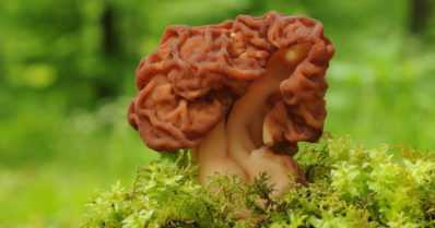 Herkku voi olla myrkky – sienestyskausi alkaa olla parhaimmillaan