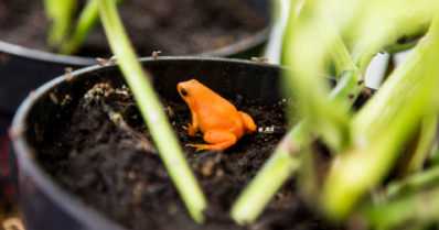 Tässä on yksi maailman uhanalaisimmista sammakoista – ja löydät sen Suomesta