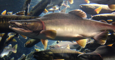 Ruma mutta maukas vieraslaji – kyttyrälohi levisi pohjoisen lohijokiin venäläisten istutuksista