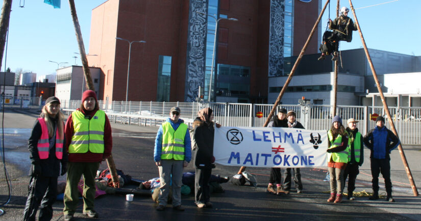 Elokapina osoittaa mieltään Valion maitotuotannon johdosta – ”Lehmät kärsivät”