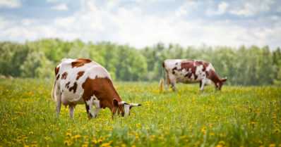 Lehmiä kuolee luontoon heitettyjen juomatölkkien vuoksi – alumiinisirpaleet päätyvät rehuun