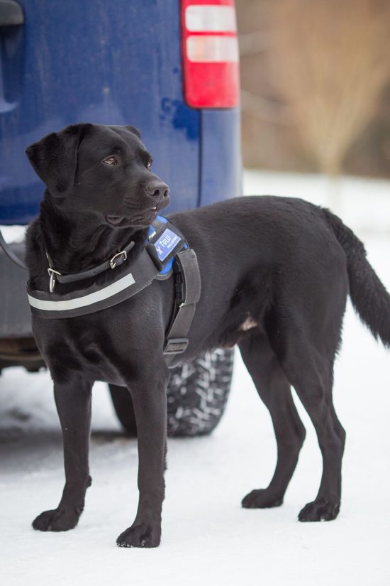 Vuoden Tullikoira 2016 on labradorinnoutaja Nuutti ”Lexi”.