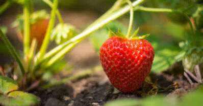 Torikauppias myi ulkomaisia marjoja kotimaisina – ehdollinen vankeustuomio oikeudessa