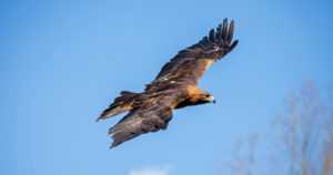 Maakotka palaamassa eteläiseen Suomeen – tekopesät auttavat kuningaspareja