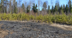 Kevät houkuttelee siivoamaan – varomattomille risujen ja roskien polttajille sakkoja
